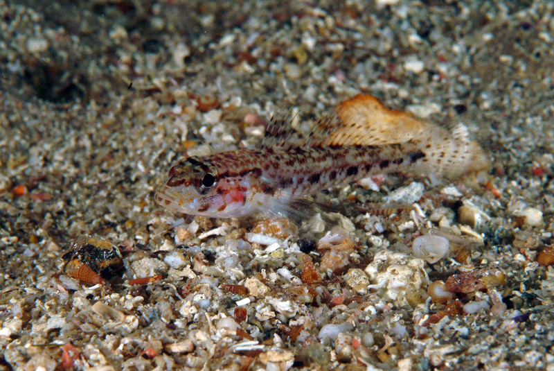 juvenile Gobius geniporus